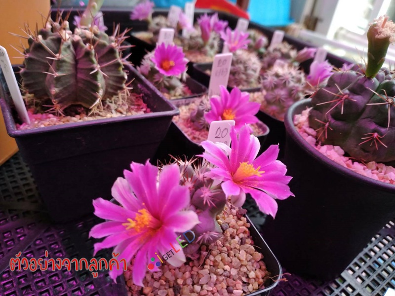 20W LED Grow Light ขั้วเกลียวไฟบ้าน แสงสีชมพู