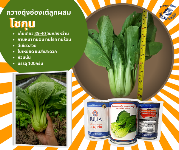 กวางตุ้งฮ่องเต้ลูกผสม โชกุน ตราลูกโลก 100 กรัม