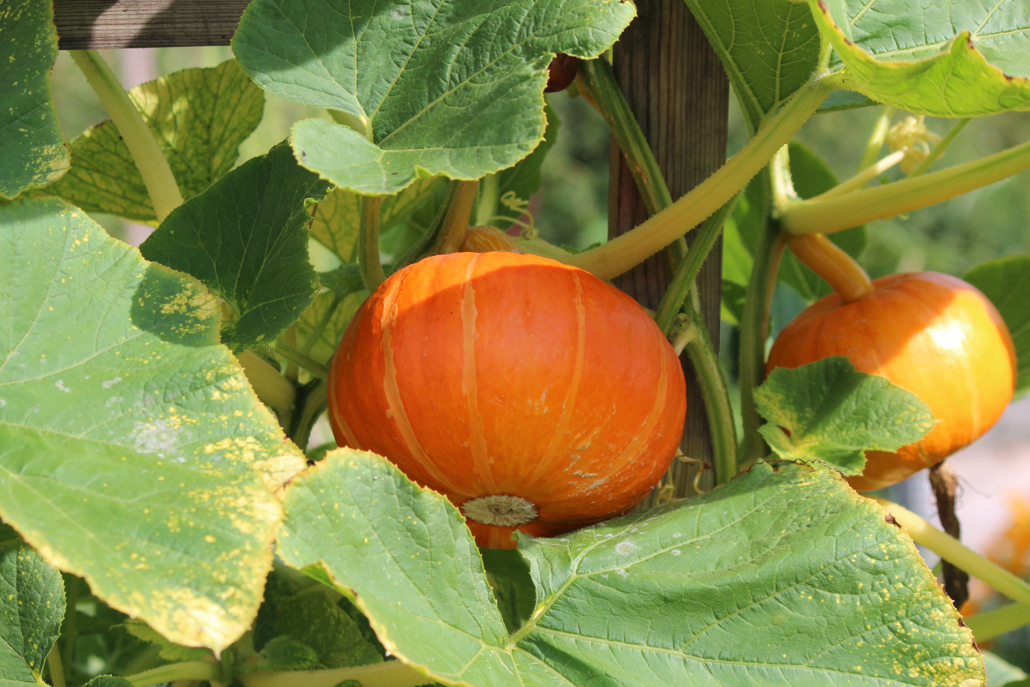 Organic Pumpkin