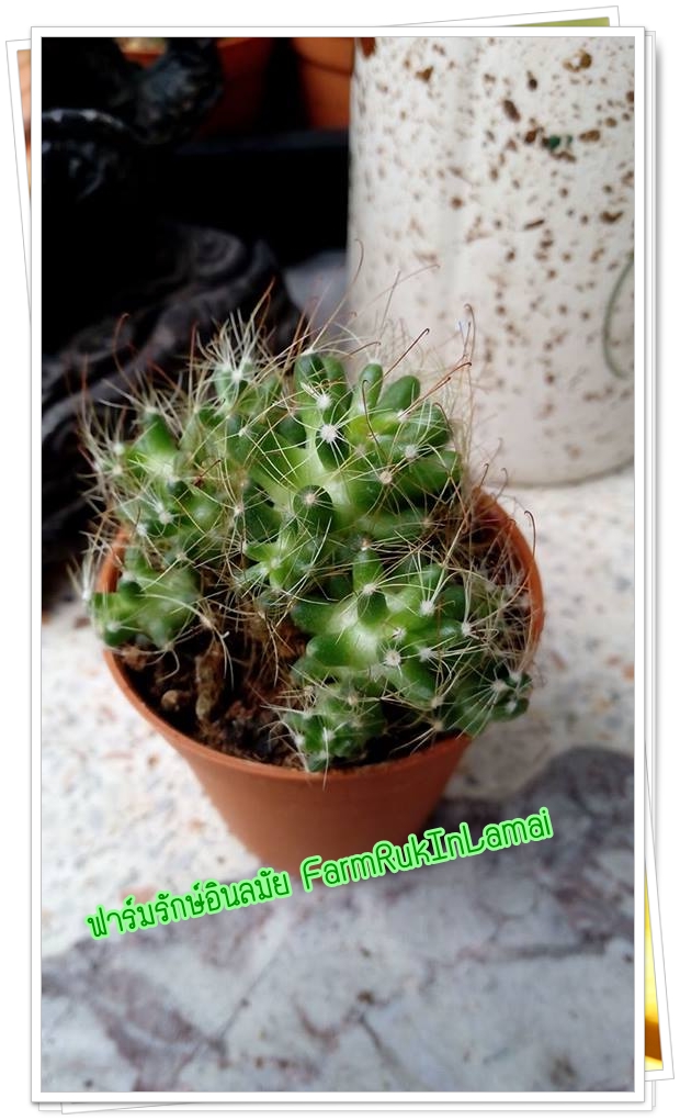 กระบองเพชร cactus