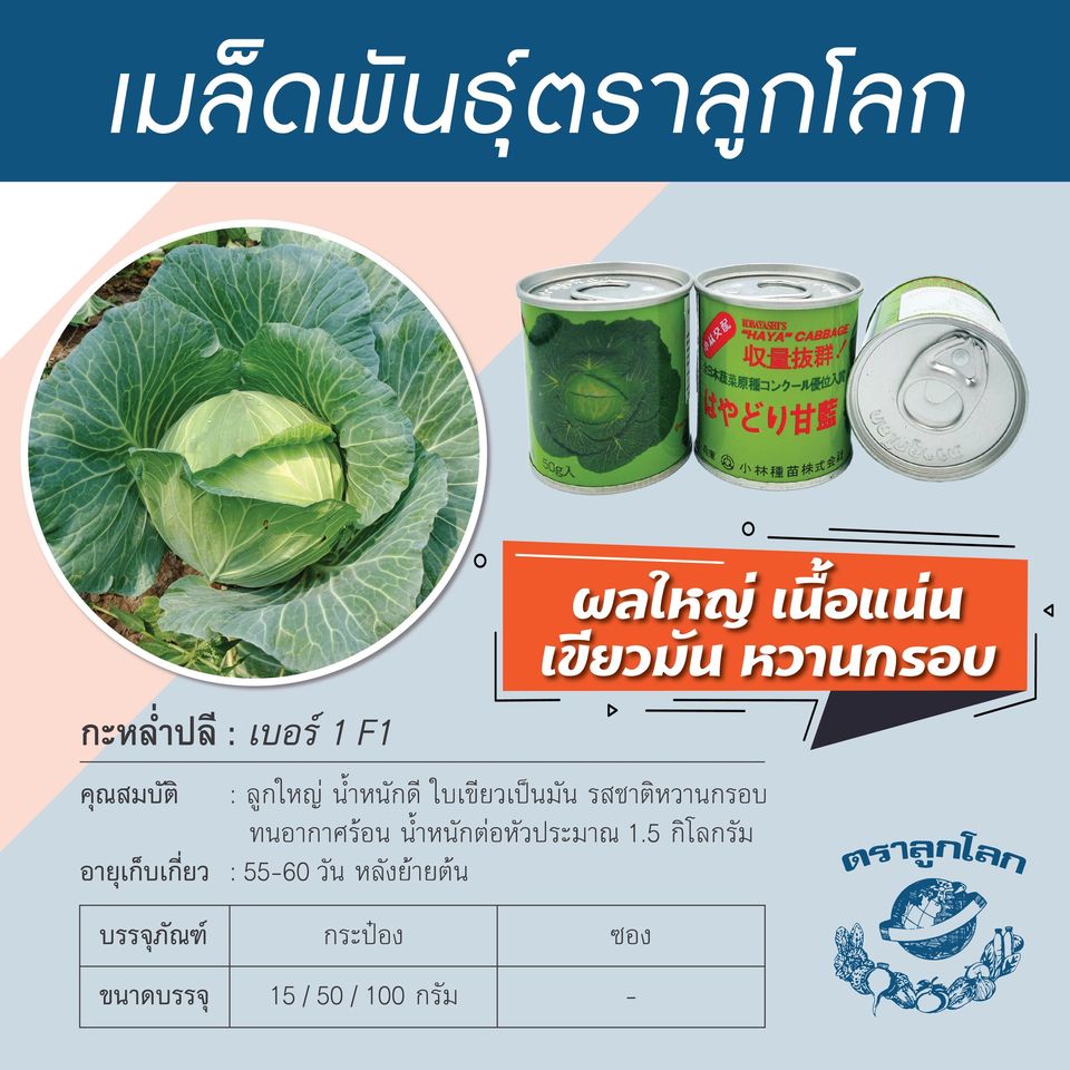 กะหล่ำปลี เบอร์1 / HAYA ตราลูกโลก