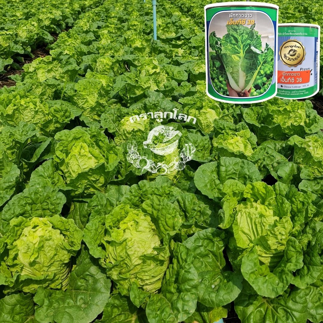 ผักกาดขาว เอ็นทีซี38 400 กรัม