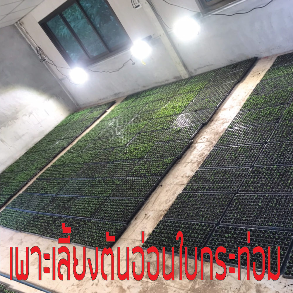 โคมไฟปลูกต้นไม้ GOD-50W LED Grow Light AC 220V ไฟปลูกต้นไม้ ต้นไม้โตเร็วทันใช้ ไฟปลูกพืช ไฟไม้ใบ ไฟปลูกมอนเตอร่า ไฟสีเหลืองทอง 3250K มี LED 660nm