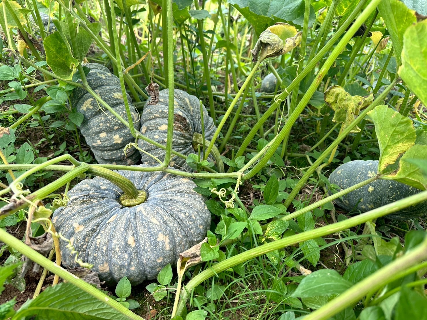 ฟักทอง ลูกผสมข้าวตอกไฮพลัส F1 ตราศรแดง (100กรัม)