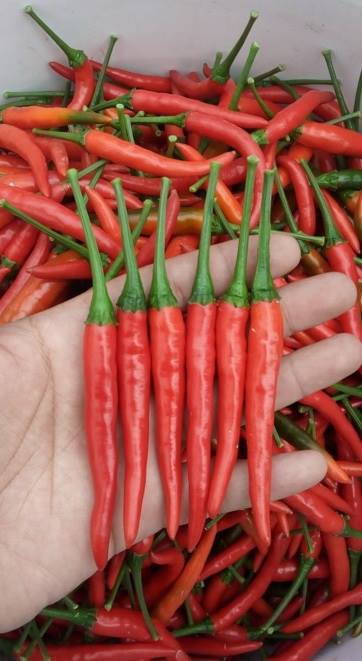 พริกขี้หนู เรดฮอท TA100 เพื่อนเกษตรกร