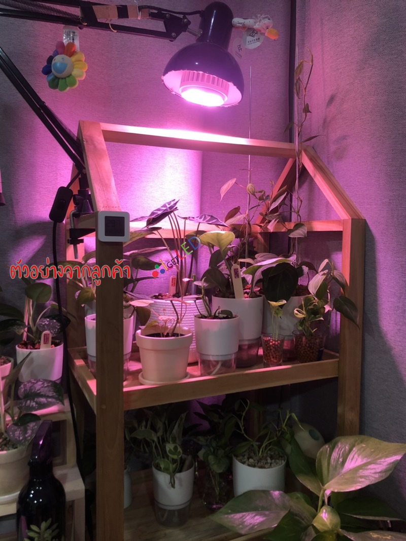 20W LED Grow Light ขั้วเกลียวไฟบ้าน แสงสีชมพู