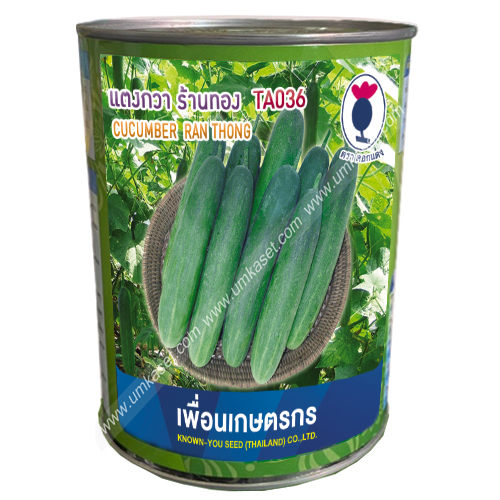 แตงกวาลูกผสม F1 ร้านทอง TA036