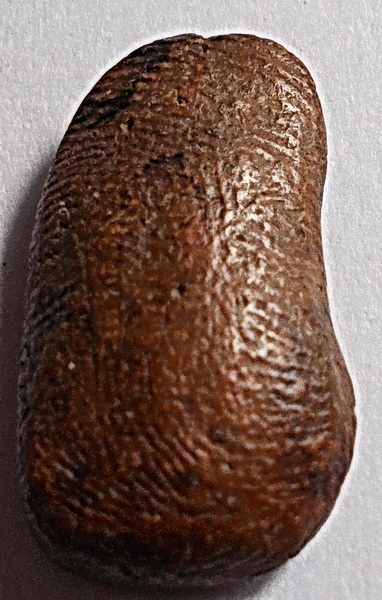 พระผงเก่า ลึกลับ ไม่ทราบที่