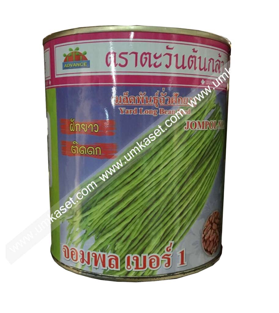 ถั่วฝักยาวเนื้อ จอมพล ตะวันต้นกล้า