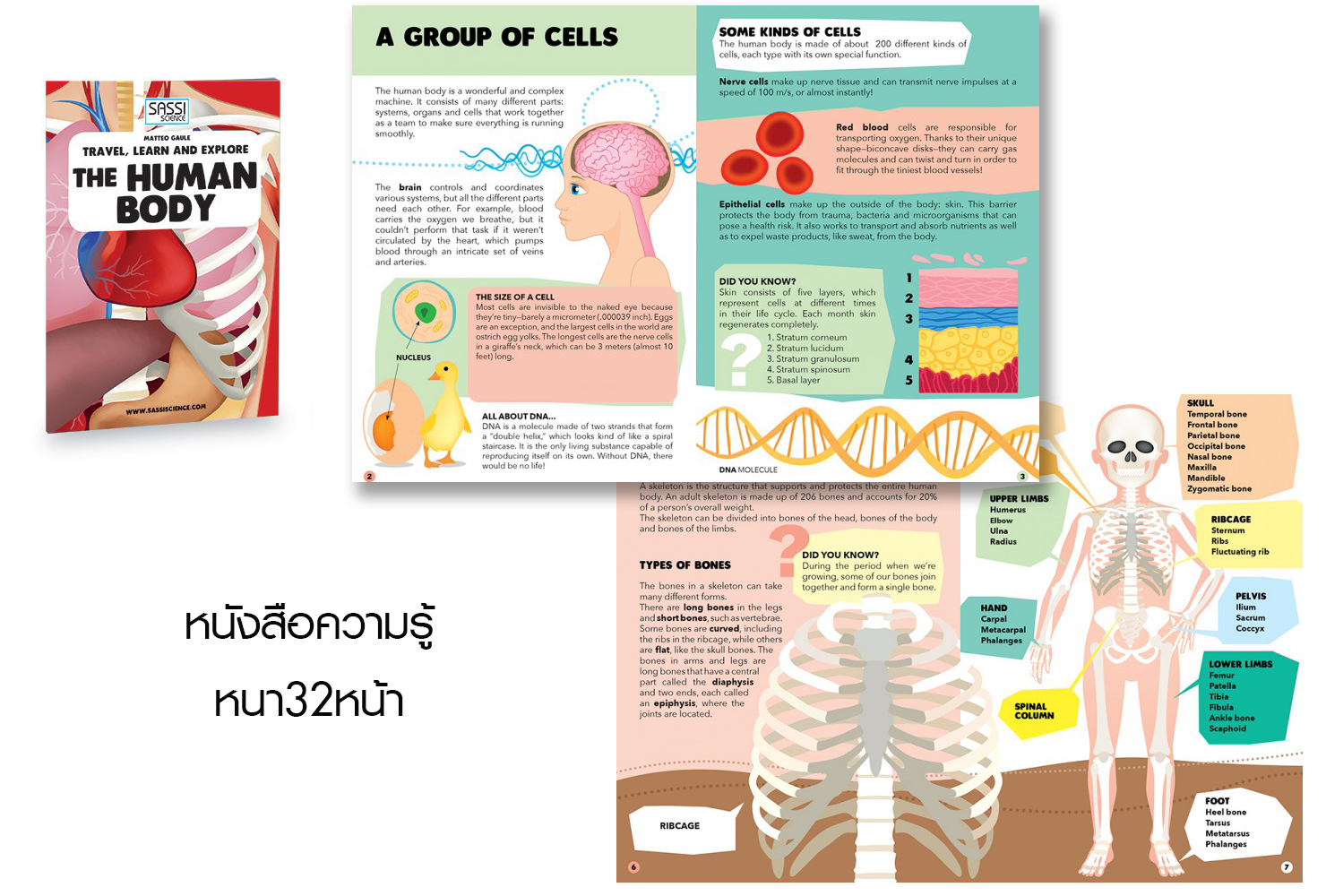 Travel, Learn, Explore. Learn and Explore Human Body Jigsaw 2 in 1 by Sassi Junior (Book +Jigsaw) รุ่นใหม่
