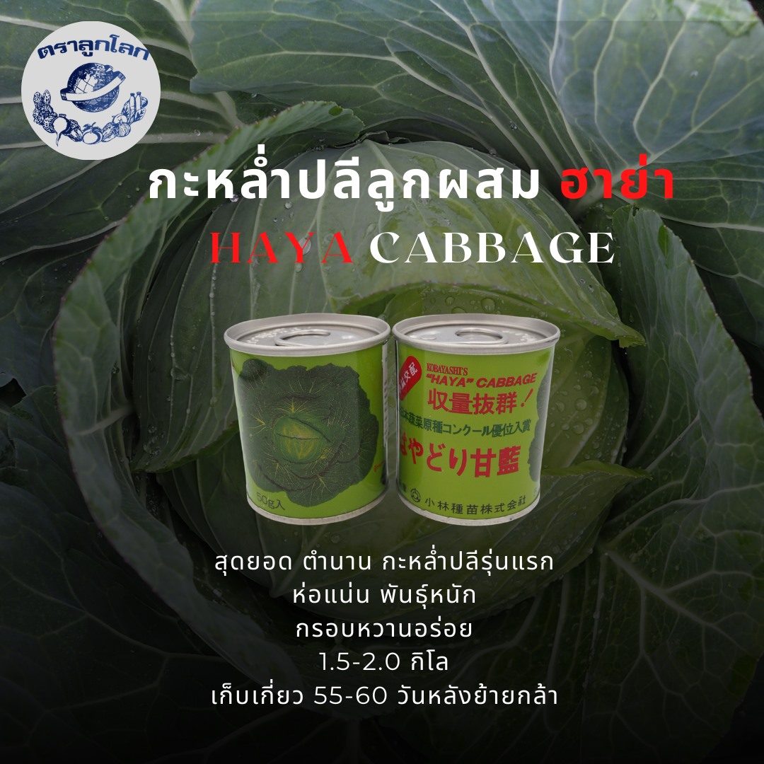 กะหล่ำปลี เบอร์1 / HAYA ตราลูกโลก