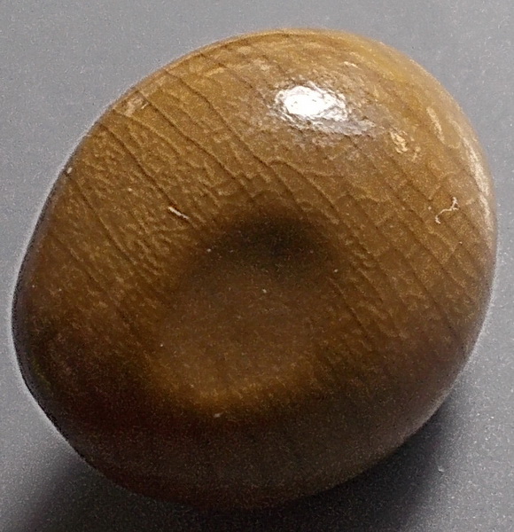 ลูกสวาท มหาเสน่ห์ ไม้มงคลตามธรรมชาติ