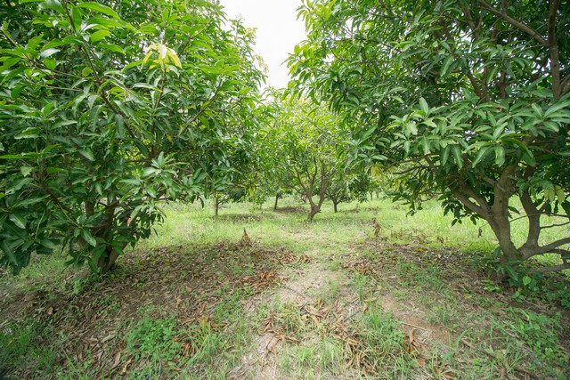 ขาย ที่ดิน ถูกสุด ๆ ต.สำพะเนียง บ้านแพรก อยุธยา สวนมะม่วง แปลงมุมติดถนนสวยมาก