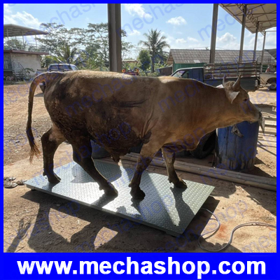 เครื่องชั่งสัตว์ เครื่องชั่งสัตว์เลี้ยง เครื่องชั่งน้ำหนักสัตว์ ขั่งน้ำหนักได้ 2000kg ค่าละเอียด 0.2kg แท่นชั่งเหล็กขนาด 120x150cm ยี่ห้อ Tiger รุ่น TI-01