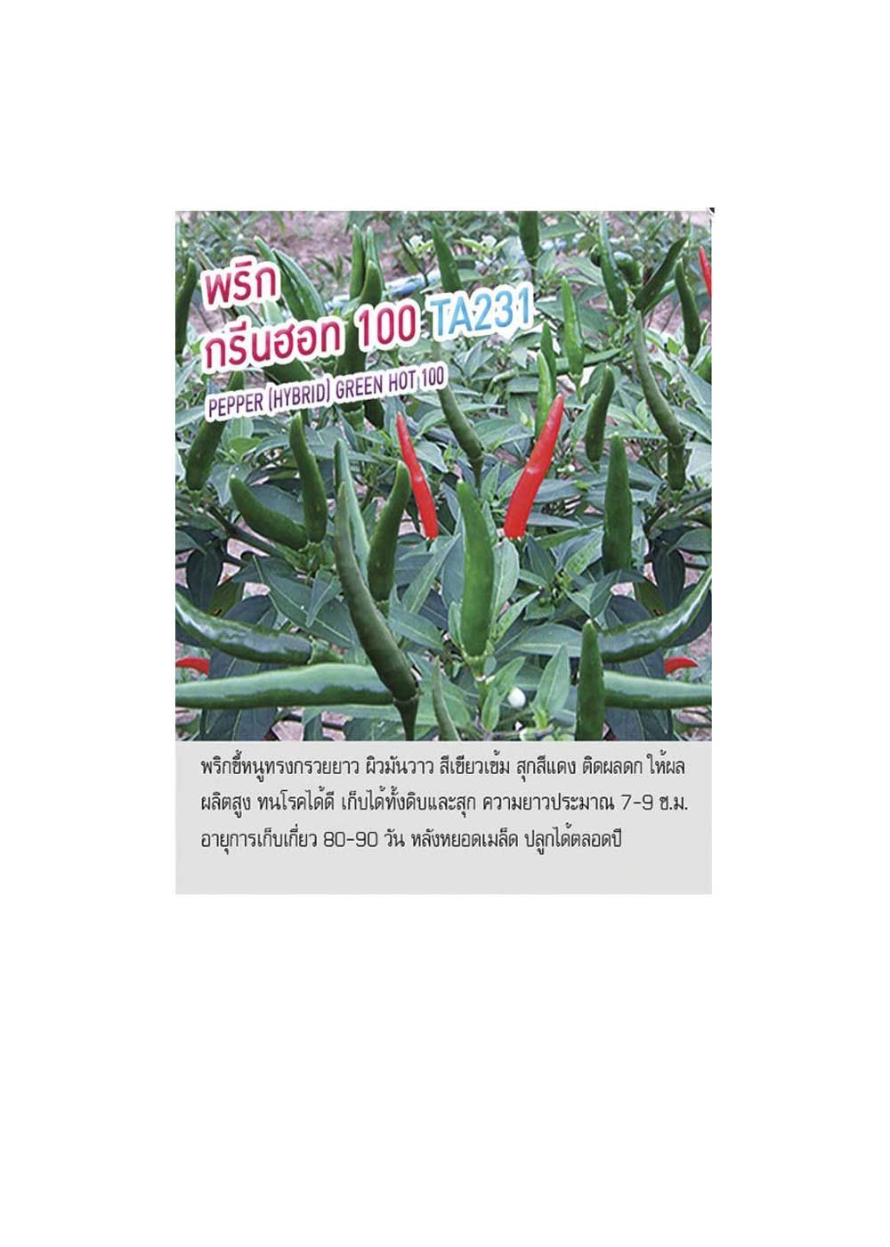 พริก กรีนฮอท 100 TA231 เพื่อนเกษตรกร