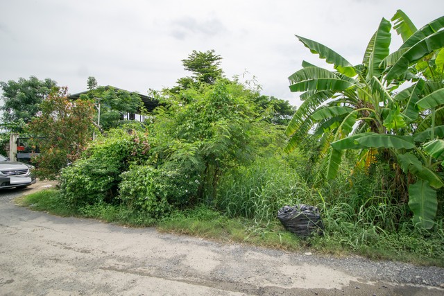 ขาย ที่ดิน สุขาภิบาล 5 ซอย 32 ออเงิน สายไหม กรุงเทพ