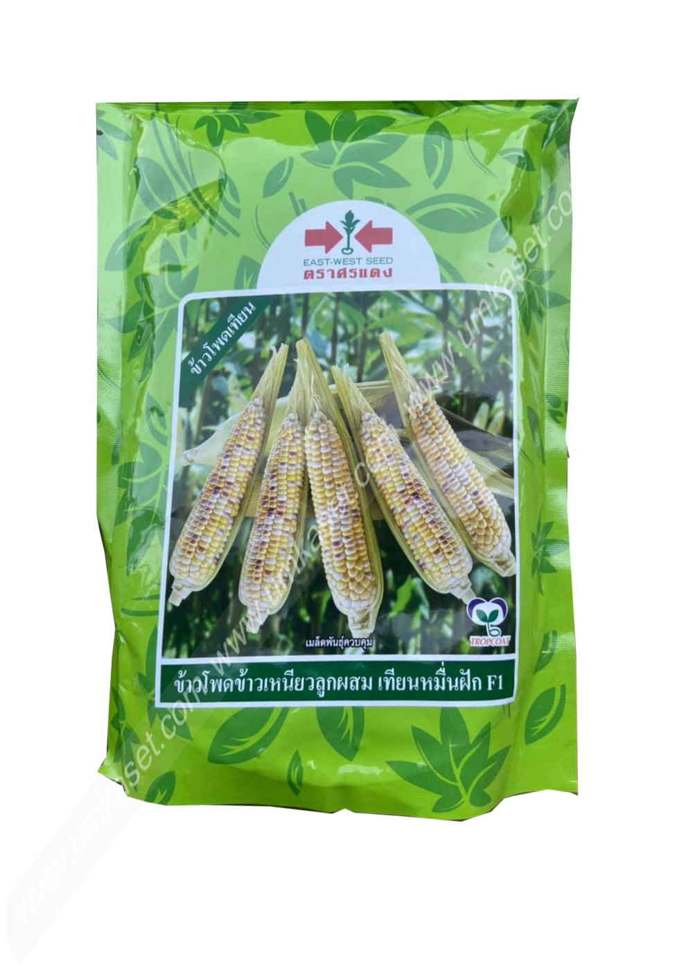 ข้าวโพดเทียนลูกผสมF13 เทียนหมื่นฝัก ศรแดง