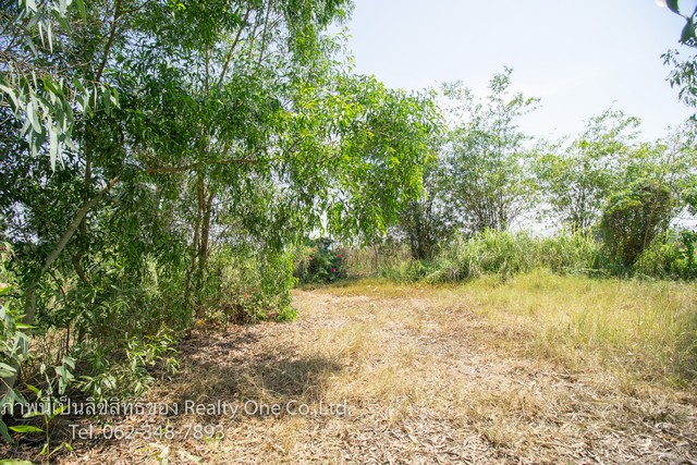 ขาย ที่ดิน แปลงสวย คลอง 15 ถนนตลาดต้นไม้ รังสิต นครนายก