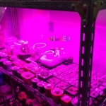 รูปตัวอย่าง LED ปลูกต้นไม้ จากลูกค้าร้านเรา บางส่วน ภาค 4