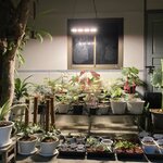 รีวิวหลอดไฟปลูไม้ด่าง โคมไฟปลูกต้นไม้ 150W 240W 480W Light of god