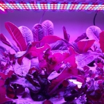 LED Grow Light เป็นหลอดไฟที่ใช้ในการปลูกพืชแบบ Hydroponic