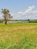 รับซื้อที่ดินเชียงราย บริการเร็วถึงที่ 081-9160211 line @buyall 24 ชั่วโมง