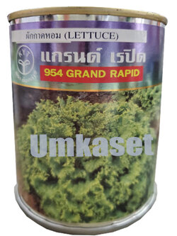 ผักกาดหอม แกรนด์แรปิด 954
