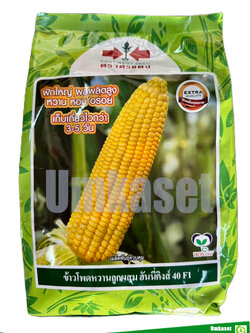 ข้าวโพดหวานลูกผสม ฮันนี่คิงส์ 40 ศรแดง (1 กิโล)