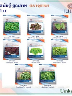 ผักซอง จุยเจีย ชุดที่ 11