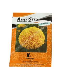 ดาวเรือง อเมริกัน เดวี ดีฟโกลด์_MAR334