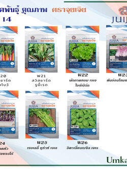 ผักซอง จุยเจีย ชุดที่ 14