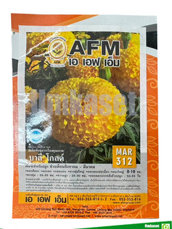 ดาวเรือง บาลี โกลด์ MAR312