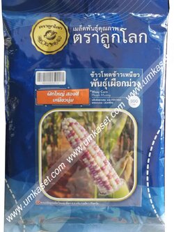 ข้าวโพดเข้าวเหนียว พันธุ์เผือกม่วง OP ตราลูกโลก