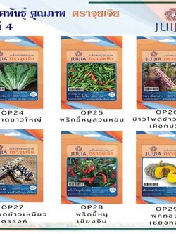 ผักซอง จุยเจีย ชุดที่ 4