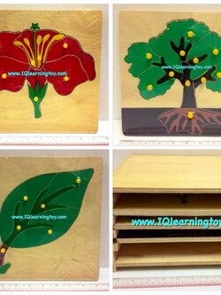 ชุดโบทานี่พืช ภาพตัดต่อ ต้นไม้ ใบไม้ ดอกไม้ พร้อมตู้ภาพไม้เก็บภาพ เป็นการเรียนรู้จักพืช และส่วนต่างๆที่สำคัญของพืชพื้นฐาน ส่งฟรี