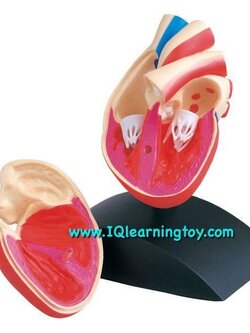 Heart Model 3D หัวใจจำลองขนาดเท่าจริง เปิดออกเพื่อเรีนรู้ระบบภายในของหัวใจได้ มาพร้อมฐานตั้ง ส่งฟรี