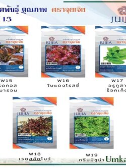 ผักซอง จุยเจีย ชุดที่ 13