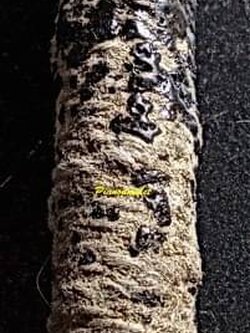 ตะกรุดสาริกา ถักเชือกลงรักเก่า ขนาด 1.5 นิ้ว ไส้ตะกั่ว เก่ามาก ไม่ทราบที่