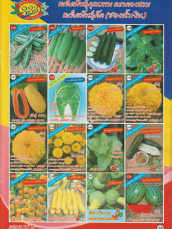 ผักซอง ตองสามF1 1/33 - 1/48