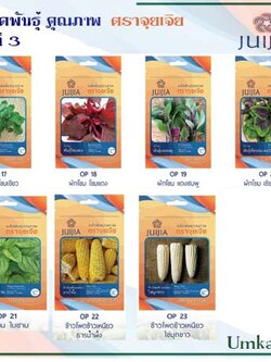 ผักซอง จุยเจีย ชุดที่ 3