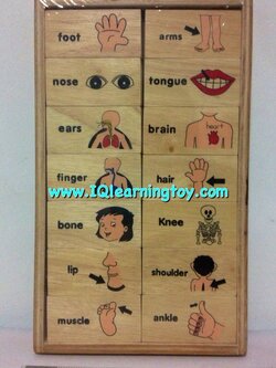 โดมิโนภาพคำศัพท์อวัยวะในร่างกาย เพื่อให้เด็กได้เรียนรู้ จดจำ และเข้าใจความสัมพันธ์ของภาพ ได้เรียงลำดับความคิด