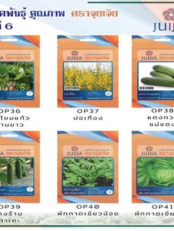 ผักซอง จุยเจีย ชุดที่ 6