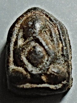 พระปืดตาจิ๋ว เนื้อผงคลุกรัก ลป.ศุข วัดปากคลองมะขามเฒ่า