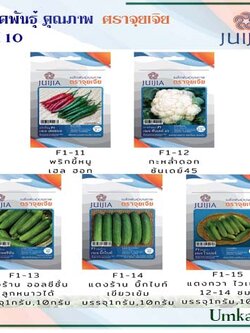 ผักซอง จุยเจีย ชุดที่ 10