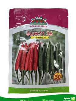 พริกอัมพวา 36 ตะวันต้นกล้า (50 กรัม)