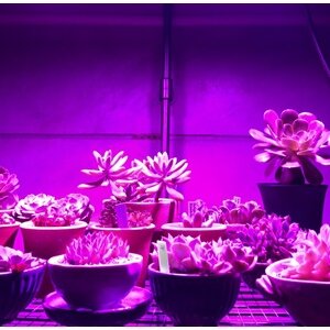 LED ปลูกต้นไม้