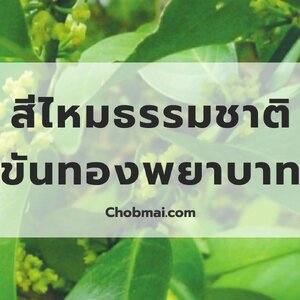 สีไหมธรรมชาติจาก "ขันทองพยาบาท"
