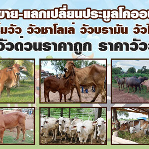 ขายวัว โทร 080-7622749 ตลาดนัดซื้อ-ขายแลกเปลี่ยนวัว ฟาร์มวัว วัวชาโลเล่ วัวบรามัน วัวไทย