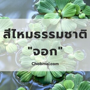 สีไหมธรรมชาติจาก "จอก"