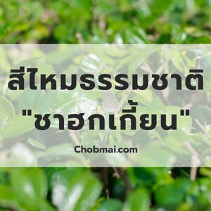 สีไหมธรรมชาติจาก "ชาฮกเกี้ยน"